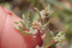 Atriplex texana