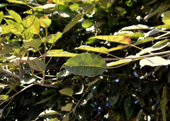 Ficus ingens