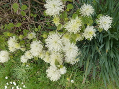 Fothergilla major