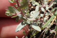 Atriplex texana