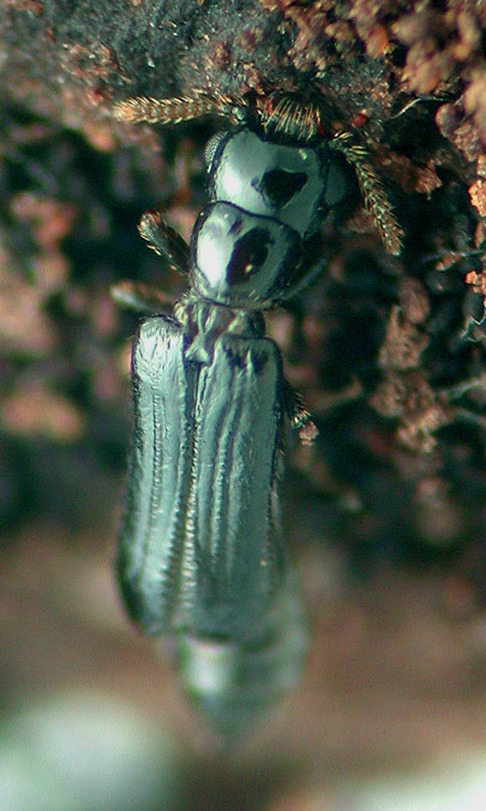 Telephone-pole Beetles