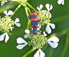 Trichodes punctatus