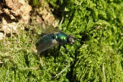 Gymnocheta viridis