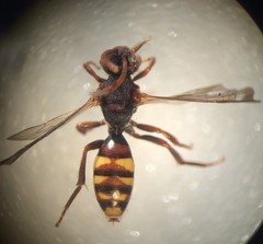Nomada panzeri