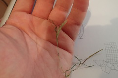 Alopecurus carolinianus