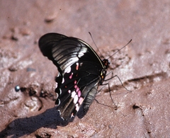 Heraclides anchisiades capys
