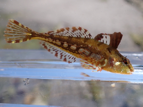 Marbled sculpin (Pseudoblennius marmoratus) — Cottidae — 4