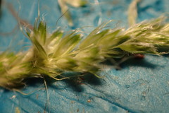 Alopecurus carolinianus