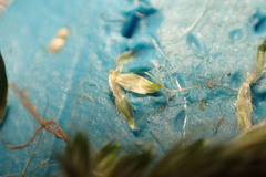 Alopecurus carolinianus