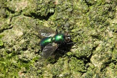 Gymnocheta viridis