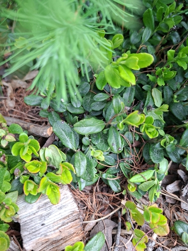 Lingonberry