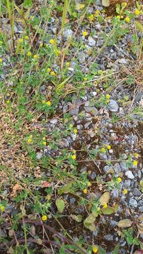 Black Medick