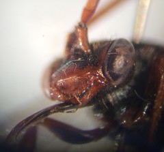 Nomada panzeri