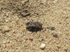 Rhyparochromus