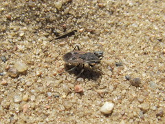 Rhyparochromus