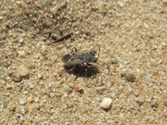 Rhyparochromus