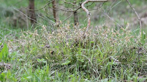 Carex ericetorum (Carex ericetorum)