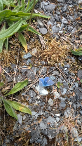 Common Blue