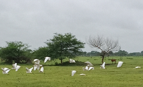 Western Cattle-Egret