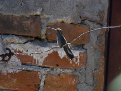 Cynanthus latirostris