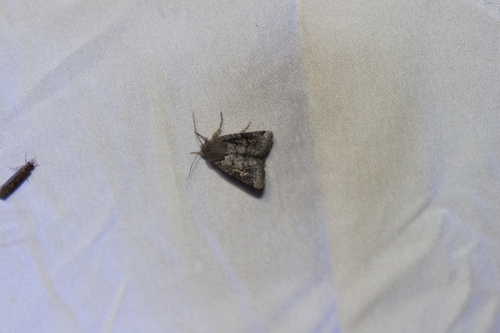Modest Quaker photo 5