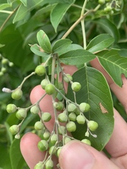 Vitex trifolia