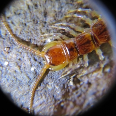 Lithobius variegatus