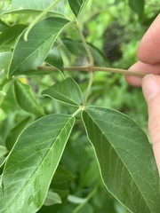 Vitex trifolia