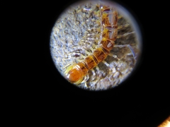 Lithobius variegatus