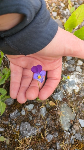 Wild Pansy