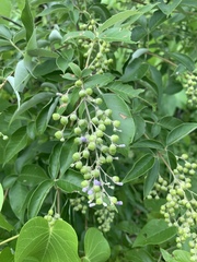 Vitex trifolia