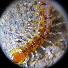 Lithobius variegatus