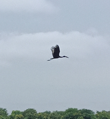 iNaturalist image
