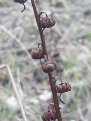 Pyrola rotundifolia