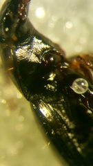 Pterostichus diligens