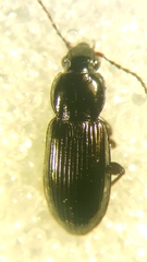 Pterostichus diligens