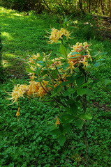 Rhododendron austrinum
