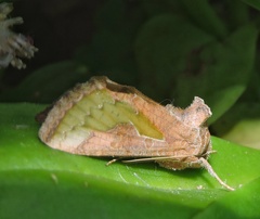 Thysanoplusia orichalcea