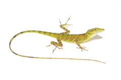 Anolis gemmosus