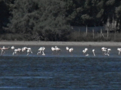 Phoenicopterus roseus