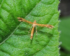 Stenodacma pyrrhodes