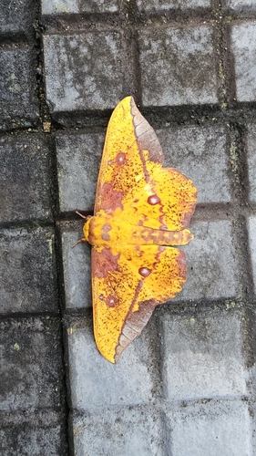 Eacles barnesi