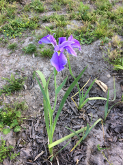 Iris giganticaerulea