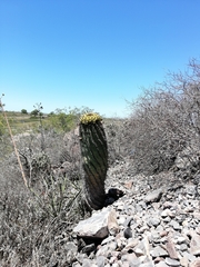 Ferocactus herrerae