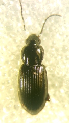Pterostichus diligens