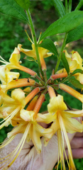 Rhododendron austrinum