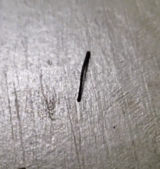 Chtonobdella limbata