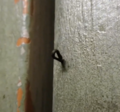 Chtonobdella limbata