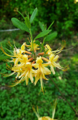 Rhododendron austrinum