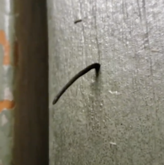 Chtonobdella limbata